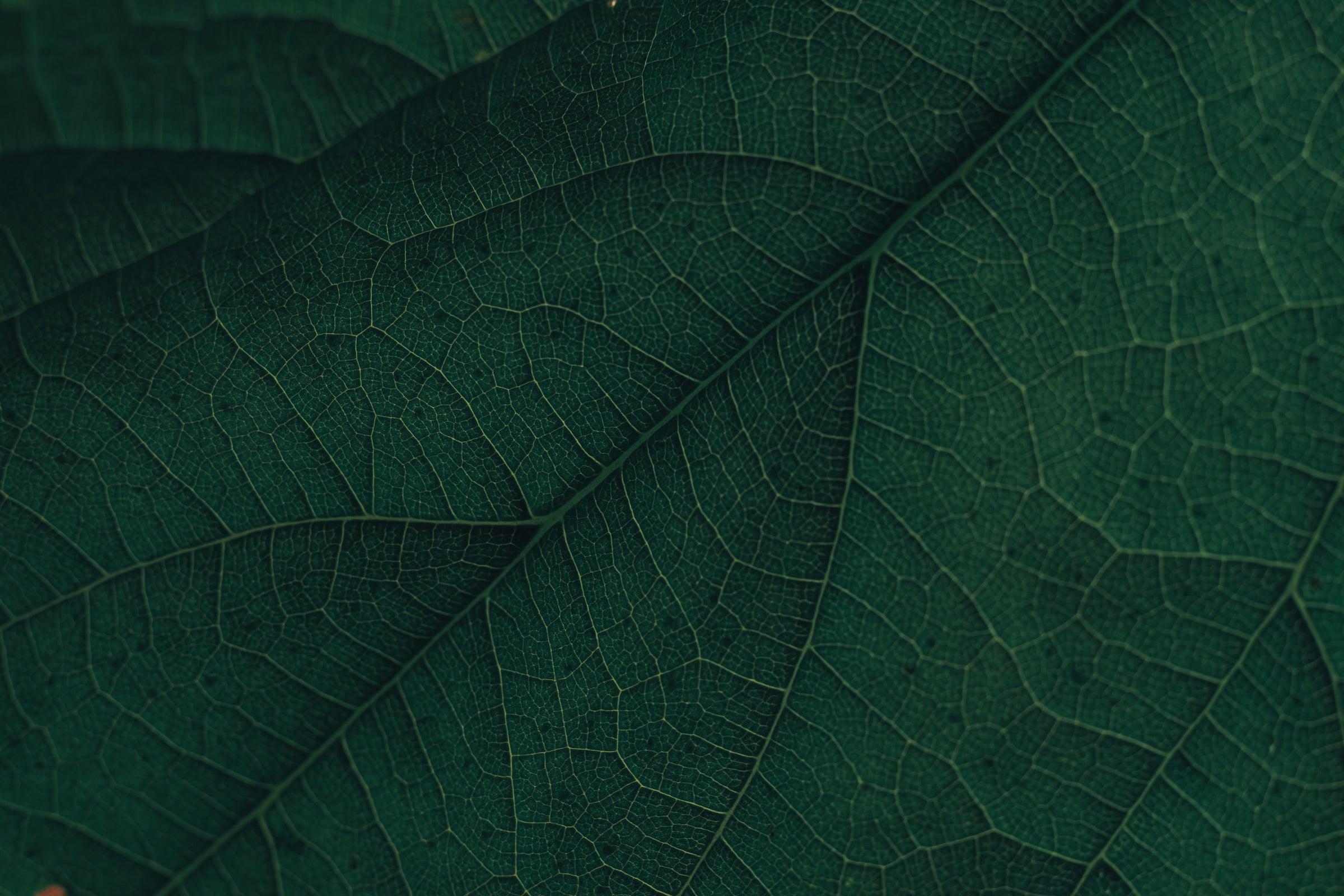 Plant cells magnified — a study in green